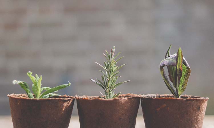 I förgrunden syns 3 små bruna krukor med var sin lilla gröna planta.