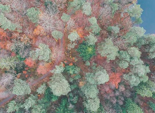 Bild tagen ovaninfrån på skog i skiftande gröna och röda färger.