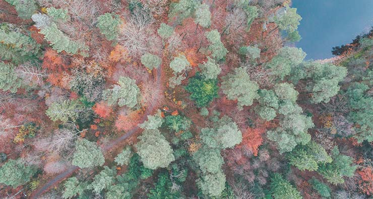 Bild tagen ovaninfrån på skog i skiftande gröna och röda färger.