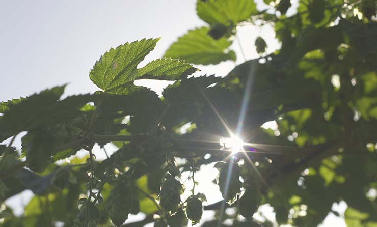 Närbild på grönt buskage och med solstrålar som syns igenom löven.