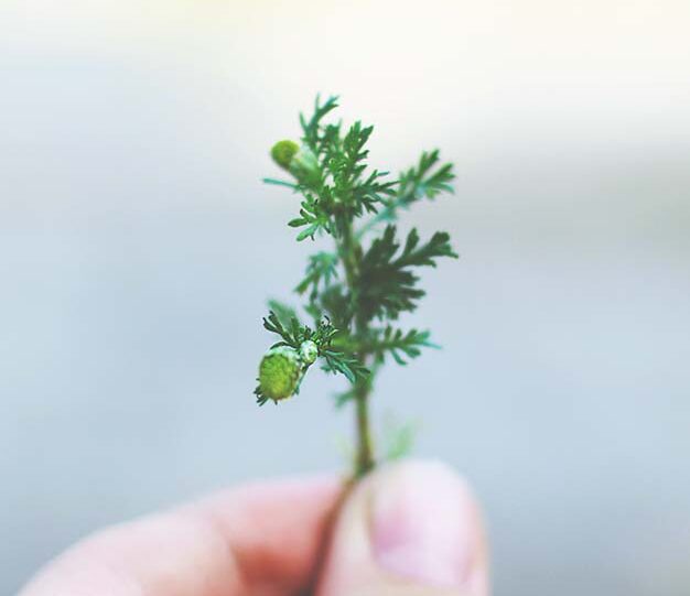 Närbild på en hand som håller i en liten grön kvist.