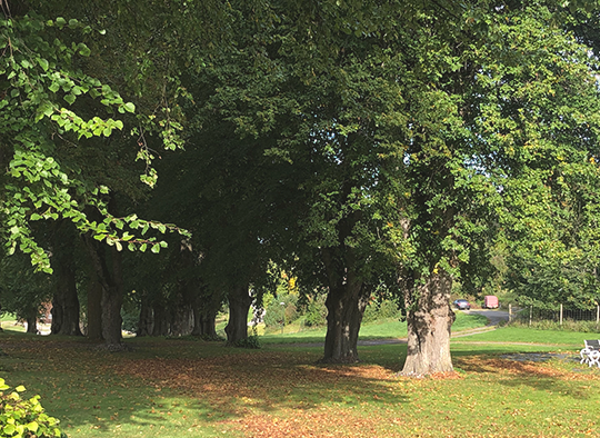 En lummig park eller trädgård med stora ekar en solig sensommardag.