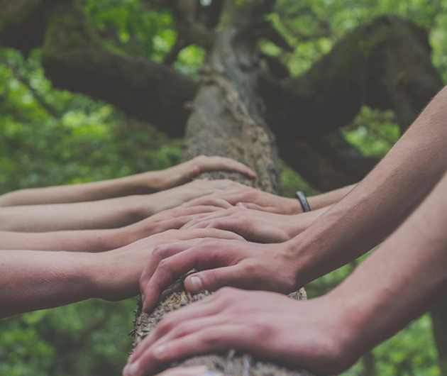 Flera armar och händer håller fast vi en trädstam för att symbolisera samarbete.